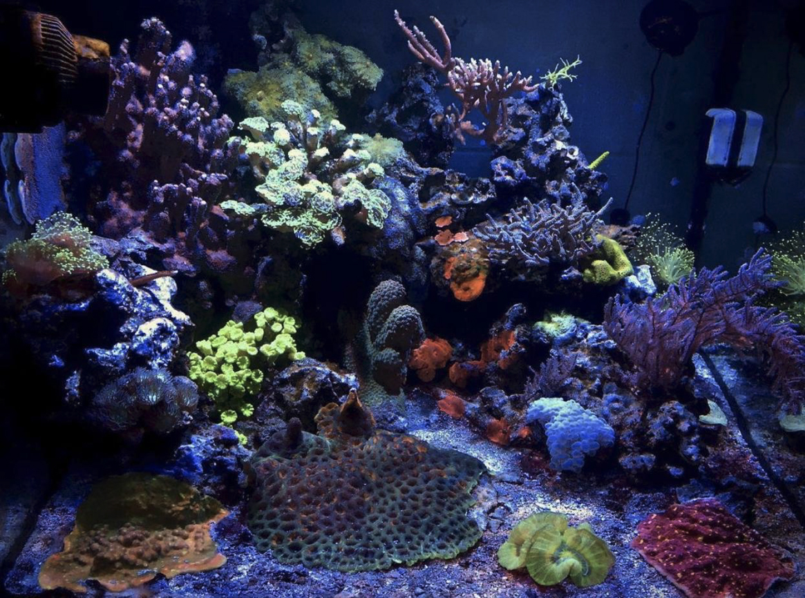 A colorful assortment of corals on display in an aquarium