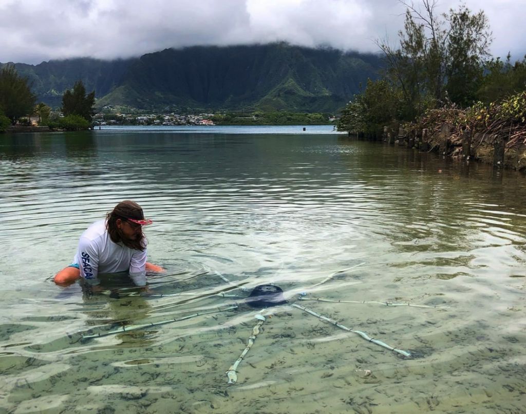 Student crouches in knee-deep bay, setting out an array on the sandy bottom