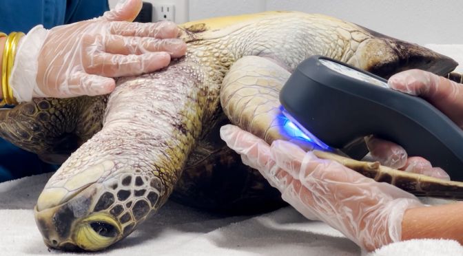 A turtle (honu) is rested on it's back to be scanned by biologists