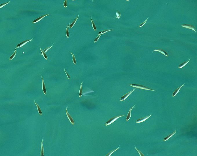 Small fish swim in green waters