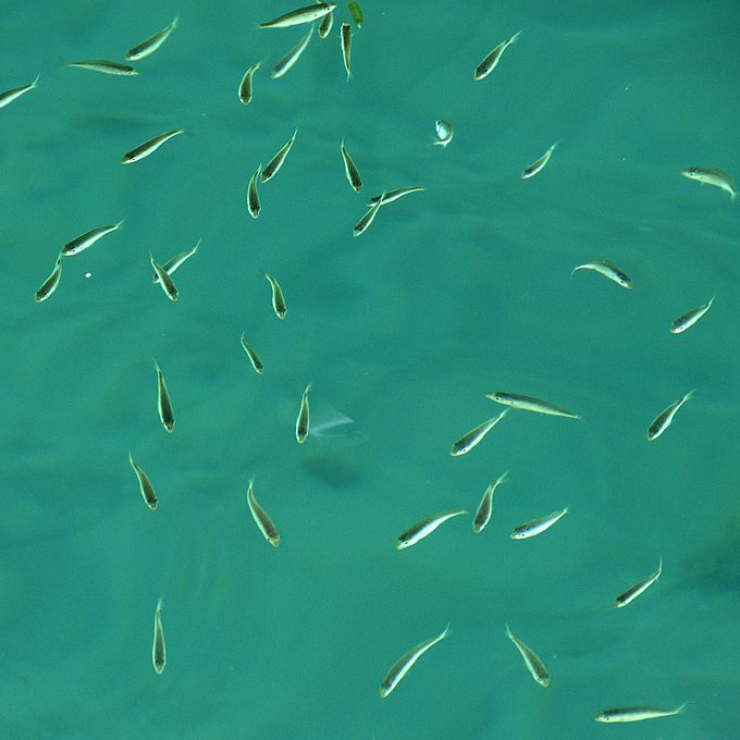 Small fish swim in green waters
