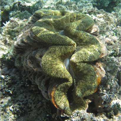 Image of a green-tinted giant clam