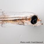 Microscope image of fish larvae with visible food inside
