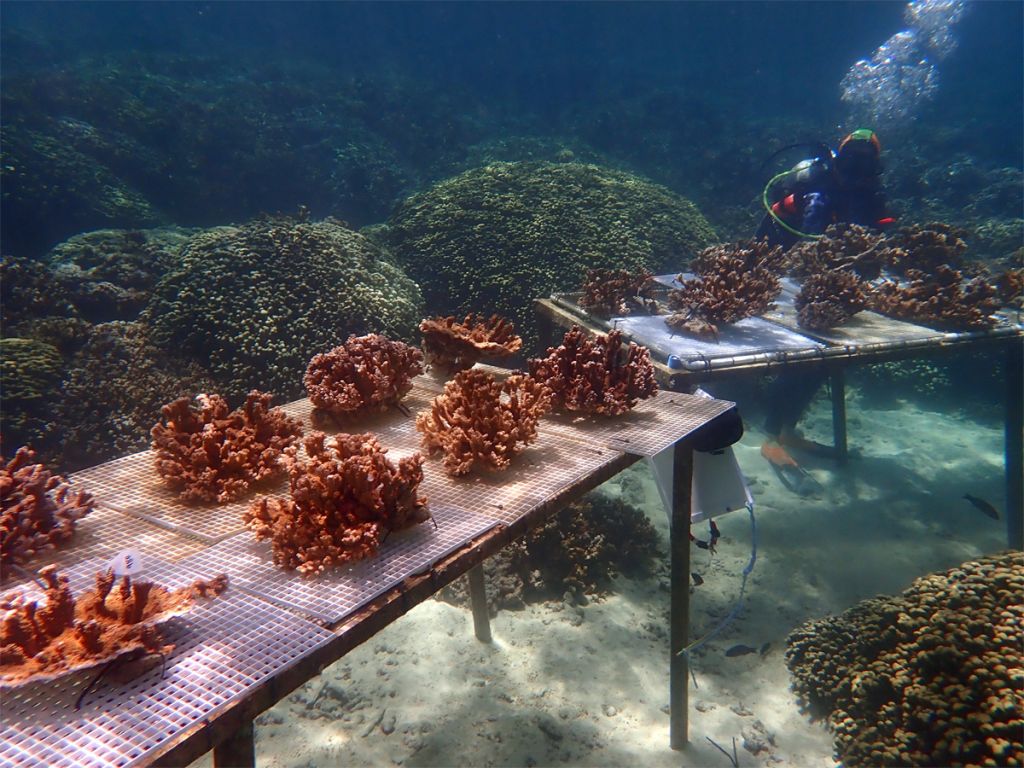 Underwater photo with coral clusters growing in ranks upon tables set up on the sandy bay floor, with a scuba diver inspecting them