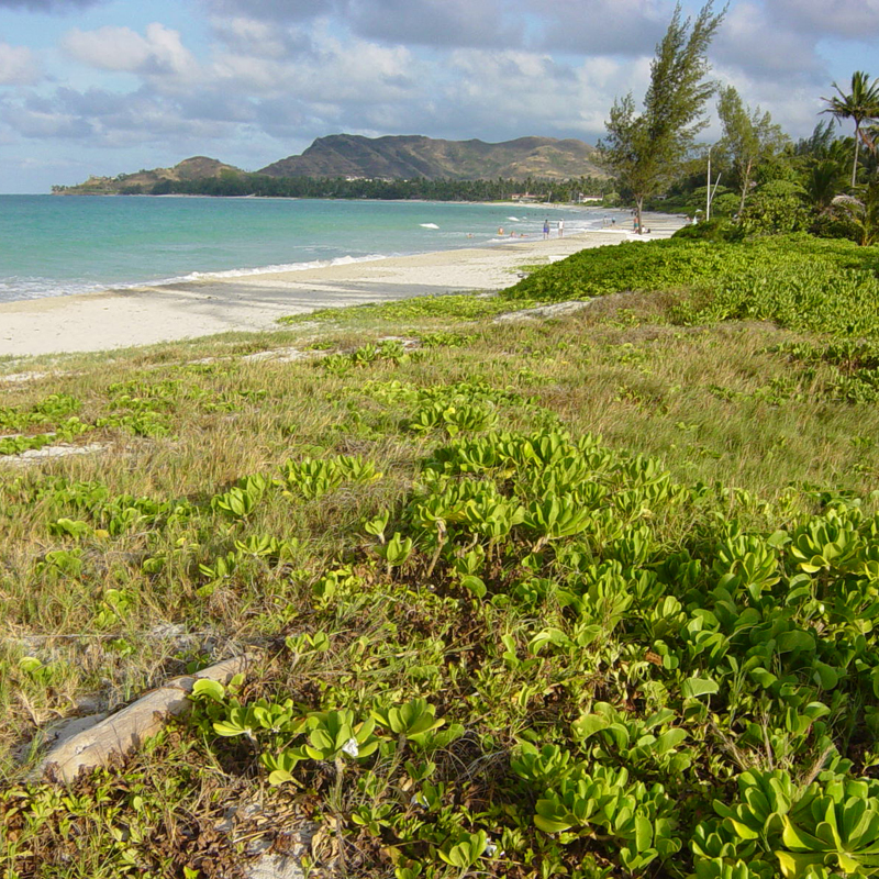 Low plants grow in the foreground, trialing off in the back ground to a sandy beach and blue-green waters of a bay