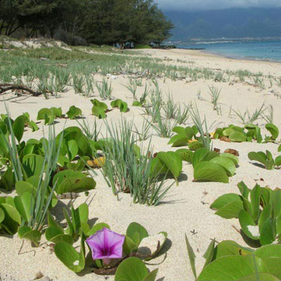 In the zone: How salinity research can aid native Hawaiian plants