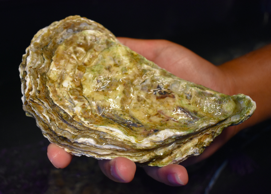 Close up of a hand holding a large oyster