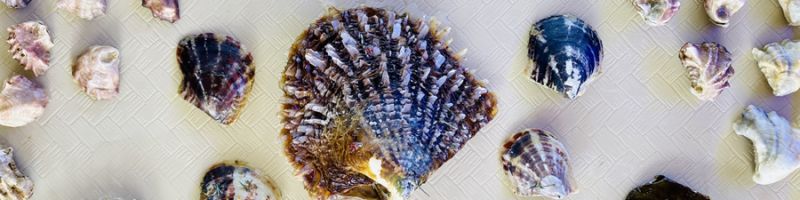 An assortment of bivalve shells on display