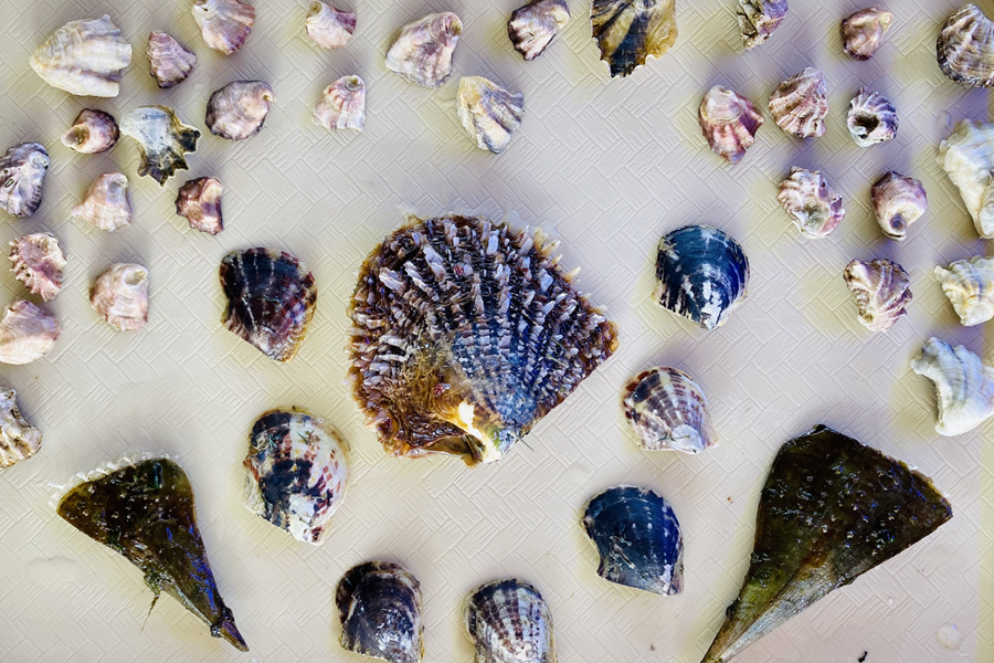 An assortment of bivalve shells on display