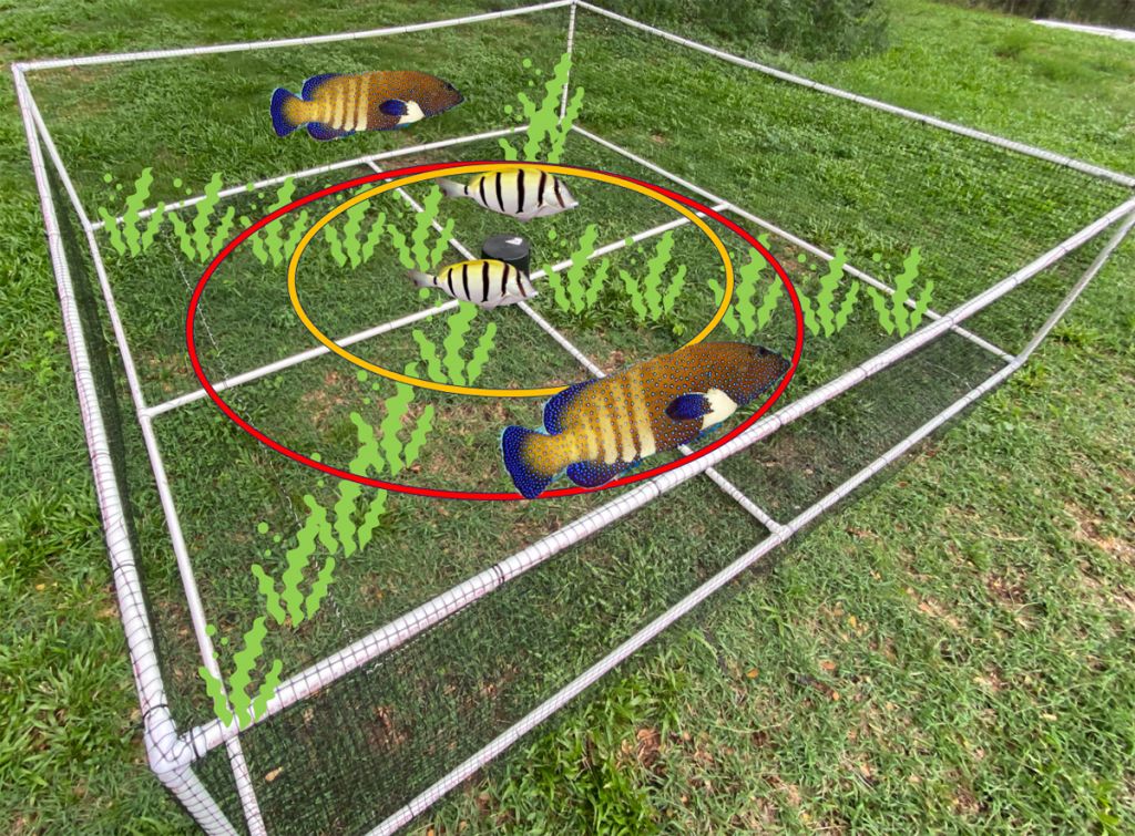 Digitally drafted fish and algae are overlain on a photo of a netted frame sitting on a grassy lawn