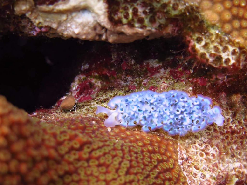 Close-up image of a vibrant invertebrate (nudibranch) atop coral