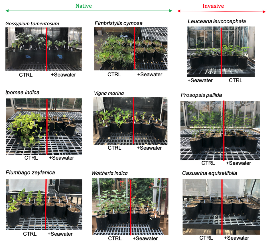 Nine side-by-side examples of control and seawater-exposed plants, both native and invasive, illustrating that most grow poorly when exposed to seawater