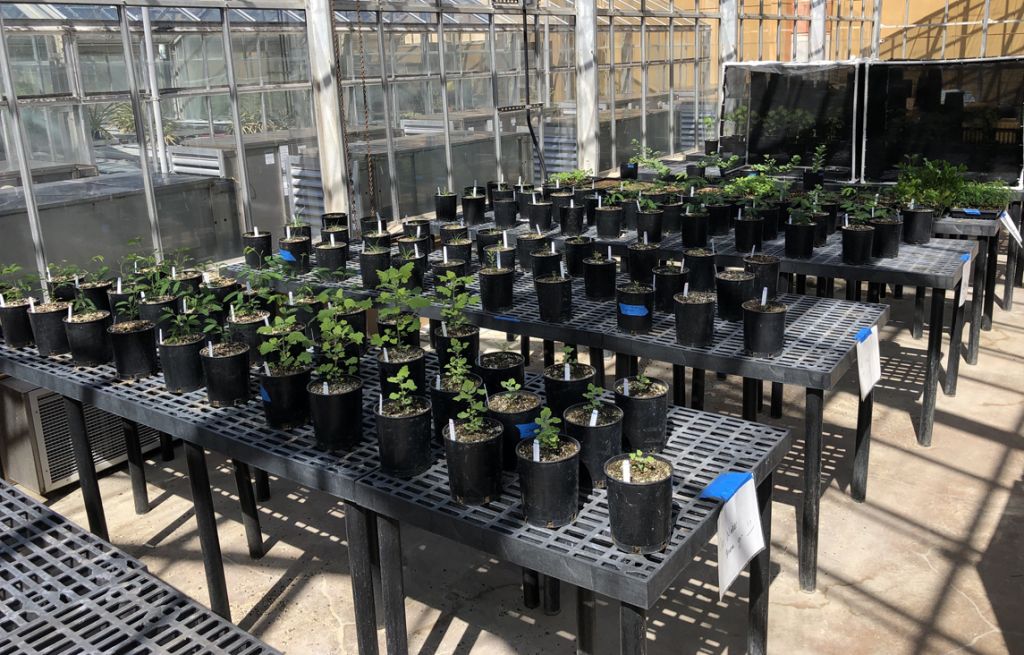 Many small pots with small green plants sit on tables within a greenhouse