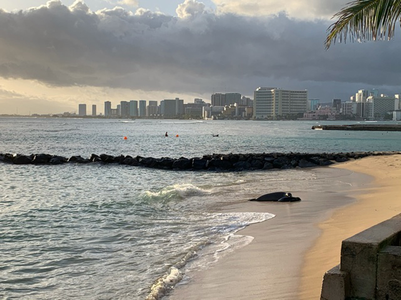 A view across mild waters towards built up skyline of Waikiki, while a monk seal basks on the beach