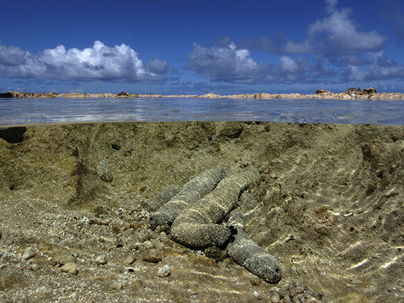 A split-level view parallel to a calm water surface, viewing sea cucumbers resting on a sandy, shallow ocean bed below, and blue skies with white clouds above.