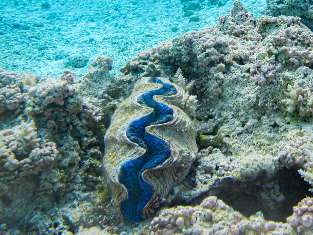 A closed giant clam shell, with royal blue insides just showing, sits on a coral reef