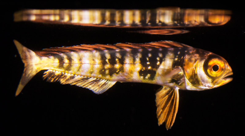 Stripy and colorful mahimahi larva