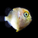 Close up of small round baby fish with large eyes