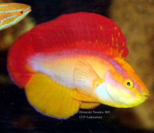 Flame wrasse