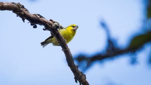 kiwikiu bird is perched on a branch