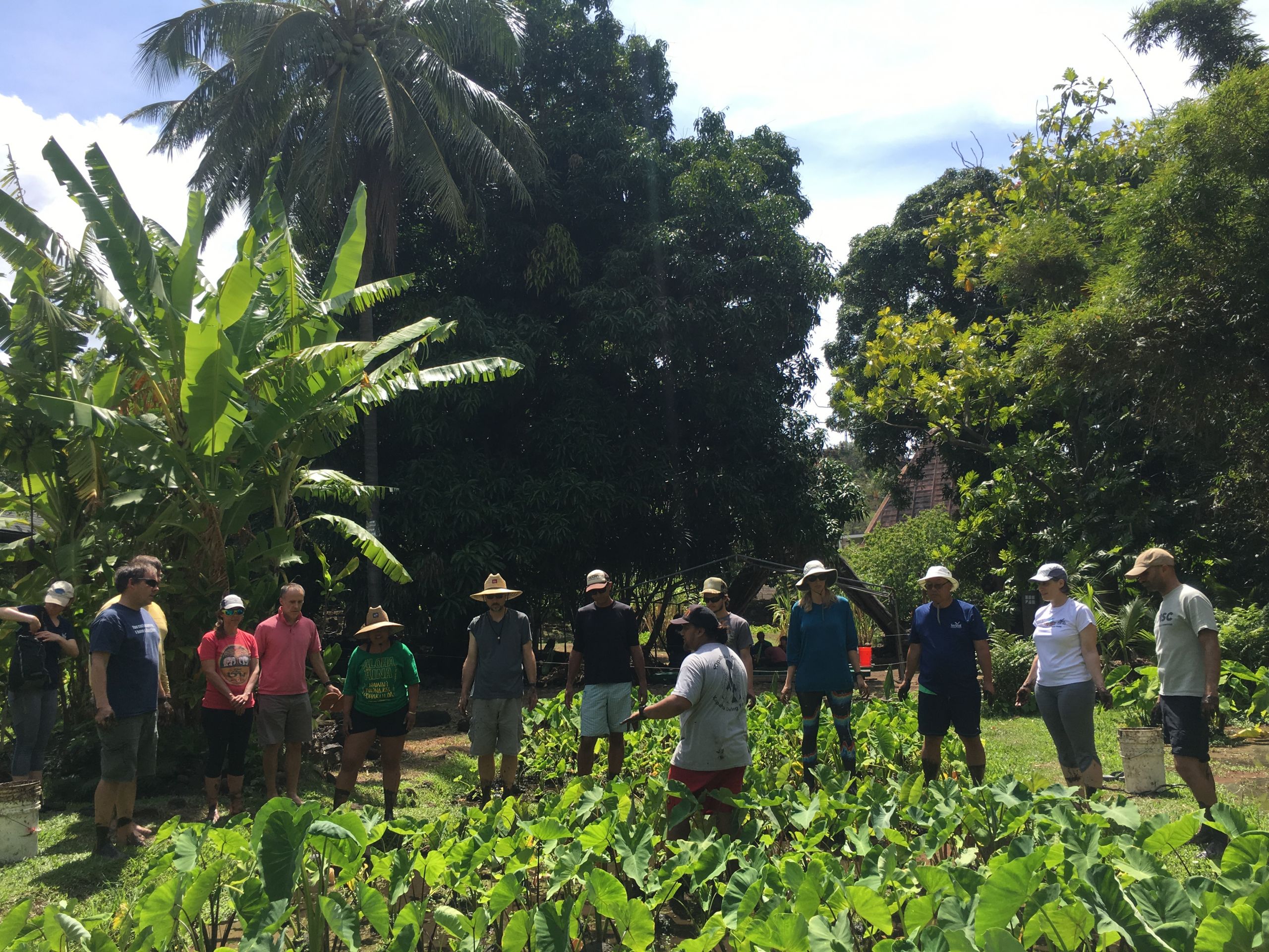 A line of people stand before a patch of Kalo or Taro.