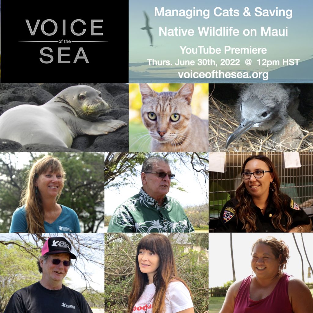 Voice of the sea youtube premiere flyer titled managing cats and saving native wildlife on Maui. Thursday, june 30th, 2022 at 12 pm hawaii standard time.