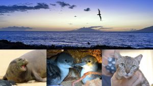 four images: a bird flying over the coastline, a barking seal, two birds cuddled together, and a person holding a cat up to the camera.