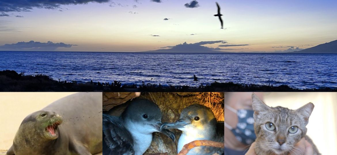 four images: a bird flying over the coastline, a barking seal, two birds cuddled together, and a person holding a cat up to the camera.