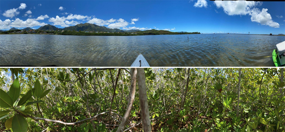 Top image has clear shallow waters visible for a substantial distance offshore. Bottom image is face-first in stems and leaves.