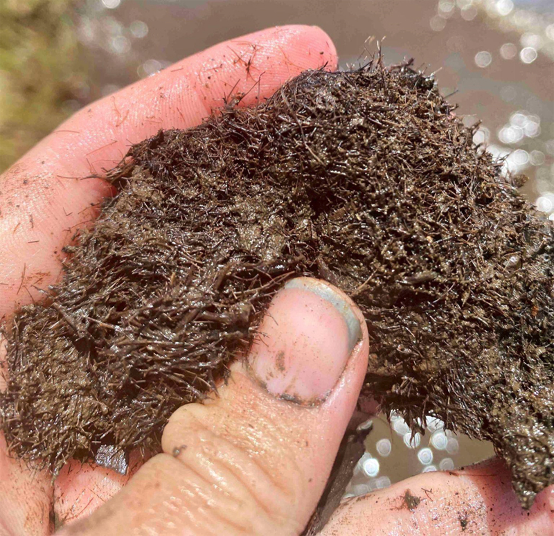 Rootlets abound in a brown chunk of mud held for the camera