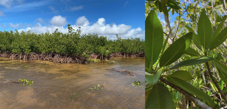 Left is a fine view of a dense mangrove thicket, with a small right image again right up to the plants in the face.