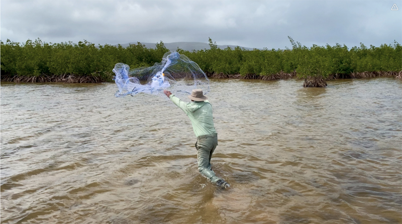 Shin deep in water, a hatted man throws a diaphanous net towards rippling waters
