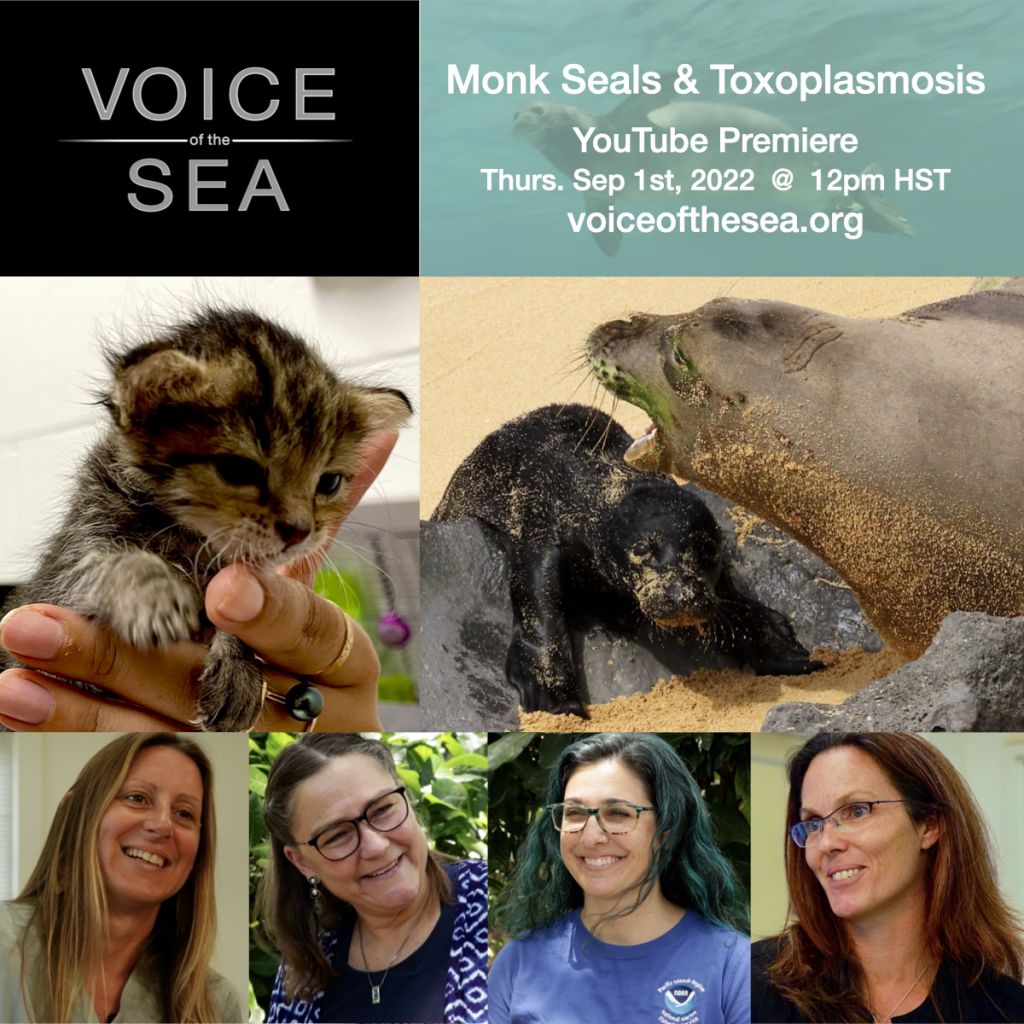 Flyer for Voice of the Sea Monk Seals & Toxoplasmosis YouTube Premiere September 2022
