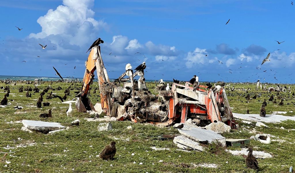 The remains of a construction machine is covered with birds (and their droppings)