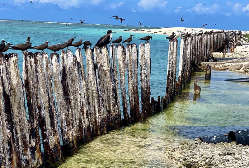 A line of wooden posts extends back from shallow waters onto a sandy beach, each post with a bird perched on it