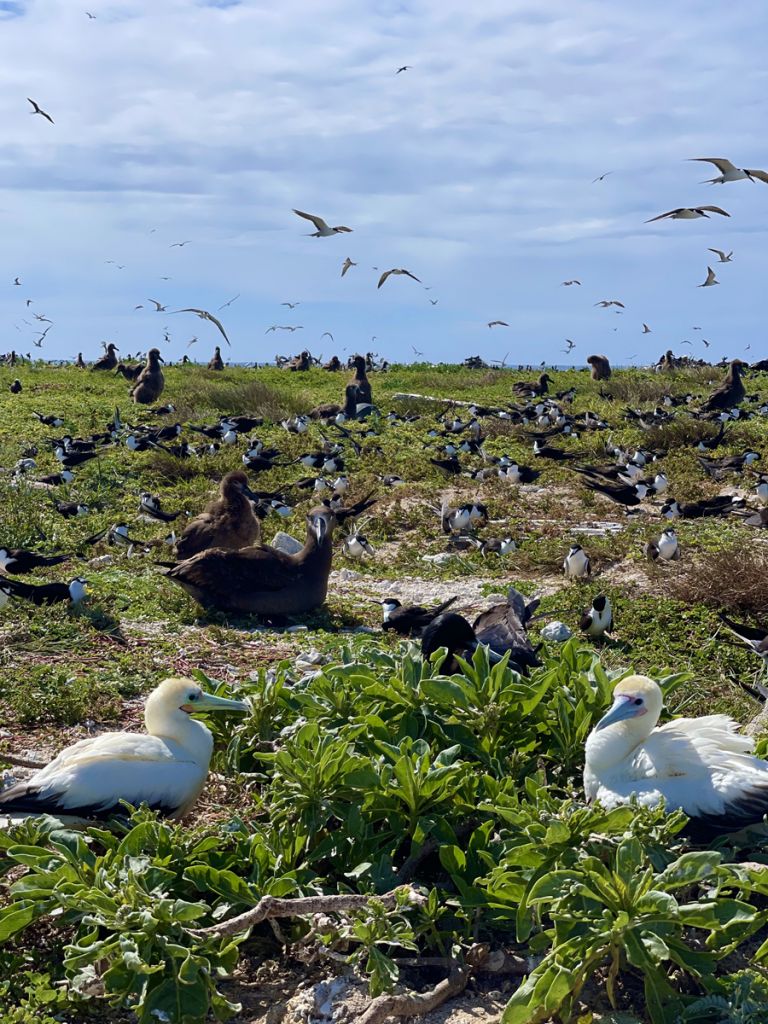 Seabirds cover the flat ground and fill the air above