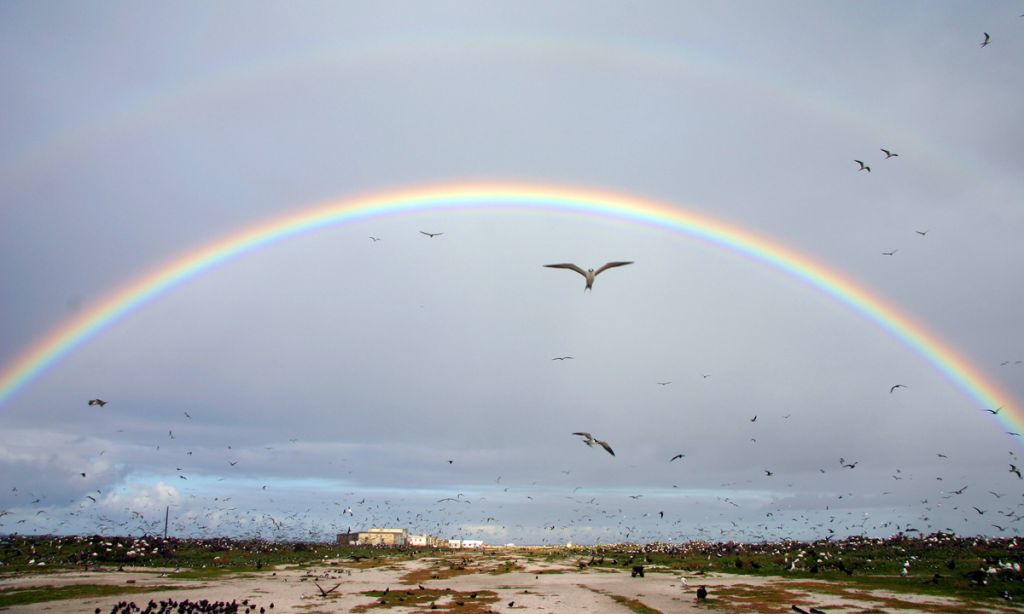 A rainbow arcs over a runway with many birds in the sky