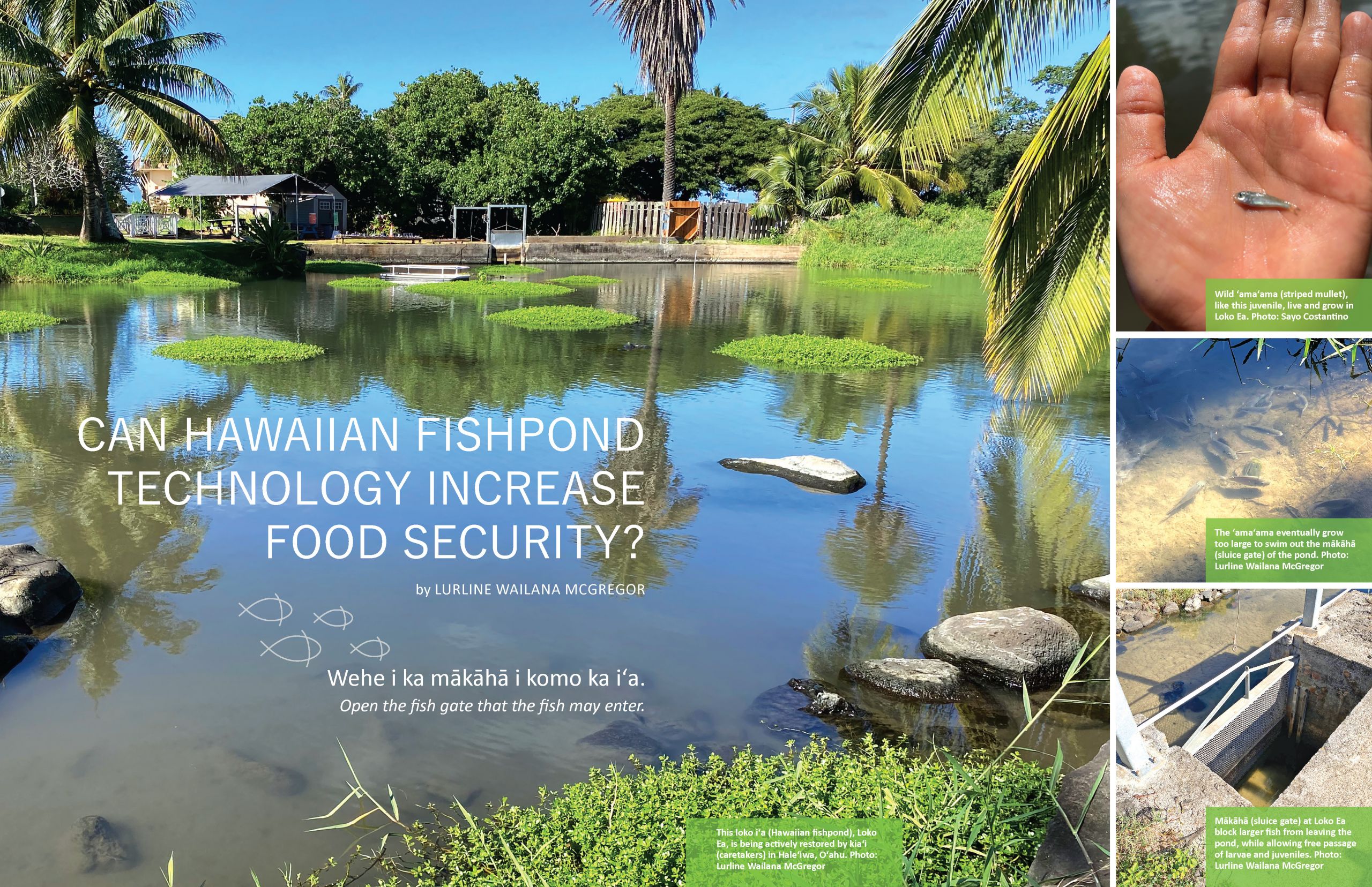 Graphic depicting Hawaiian Fishponds for article 'Can Hawaiian Fishpond Technology Increase Food Security?' by Lurline Wailana McGregor