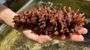 A red sea cucumber lays on a hand