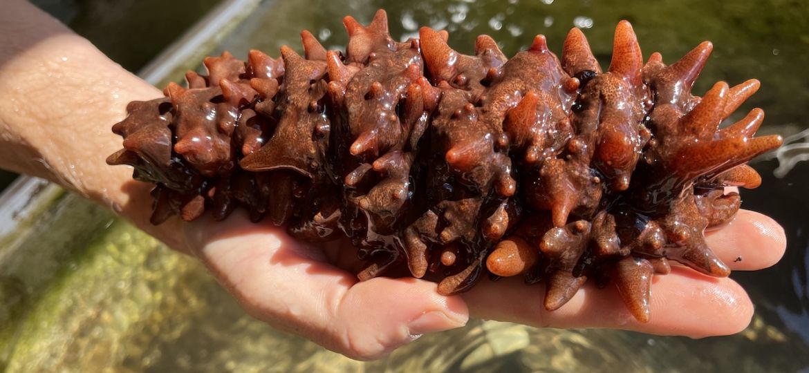 A red sea cucumber lays on a hand