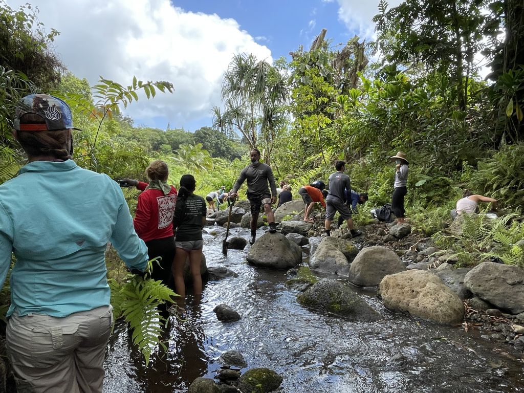 Marine biology graduate students clearing the stream at Papahana
