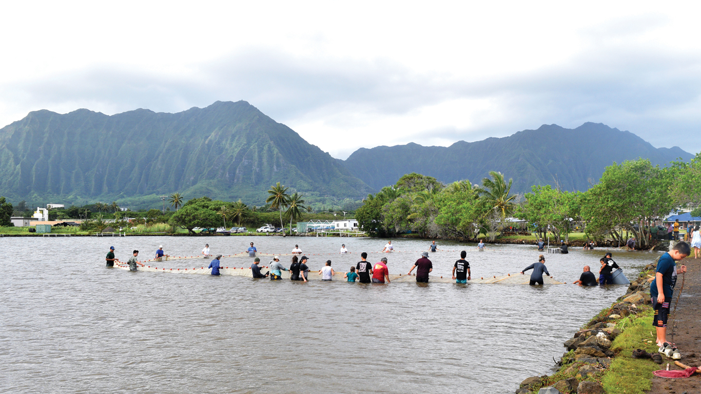 Traditional Hawaiian net fishing being practised by a group of people standing submerged in a fishpond