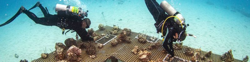Two SCUBA divers inspect coral being farmed underwater