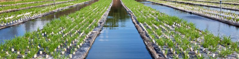 Sea Asparagus Farm where multiple rows of produce are growing