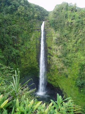 Akaka falls surrounded by a vast amount of green vegetation