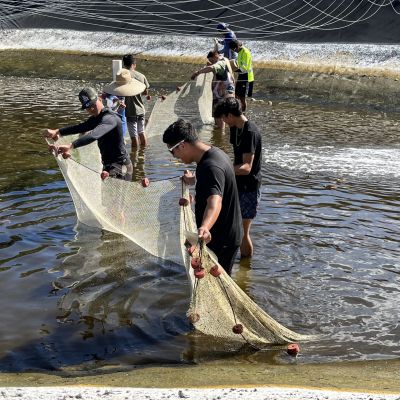 A group of people work with a dip net to farm aquaculture