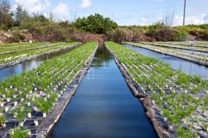 Olakai Hawai'i sea asparagus farm in Kahuku, HI