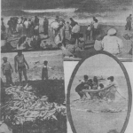 Three old, black and white images showing people fishing with nets and piles of mullet on the shore.