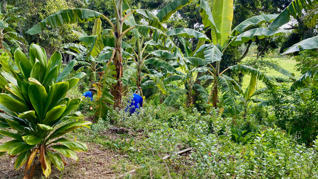 Two workers in blue shirts are barely visible attending to trees in a lush, multi-species agroforestry plot