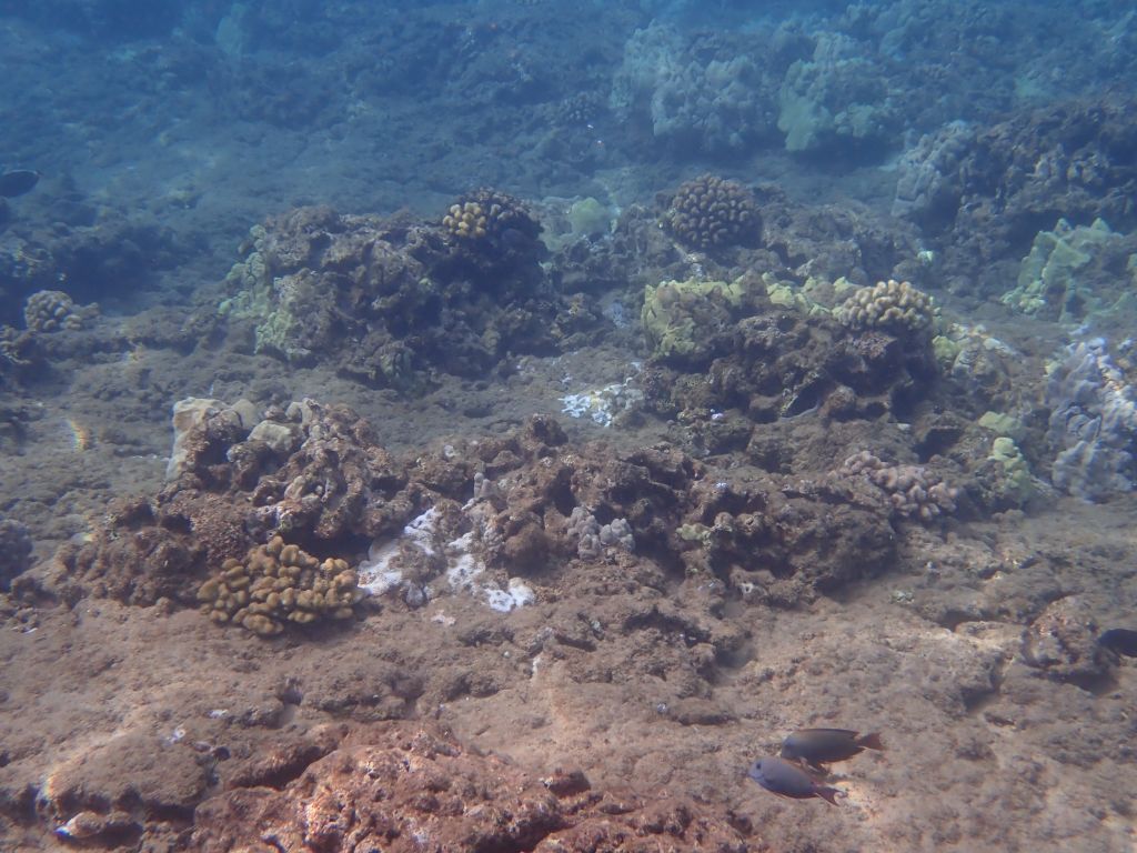 A few healthy corals are scattered across a landscape of unhealthy encrusted and porous reef structures